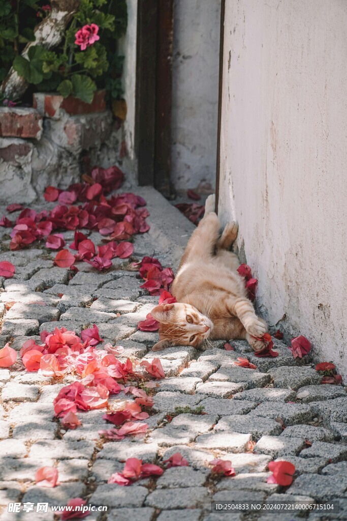 猫