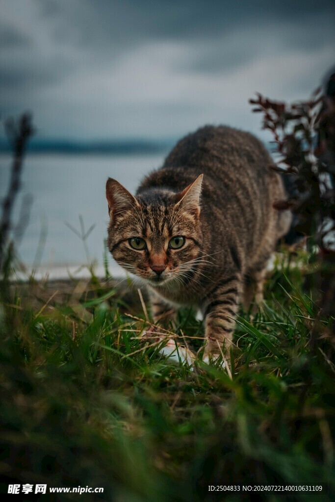 猫