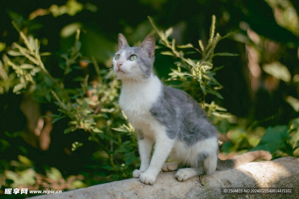 猫