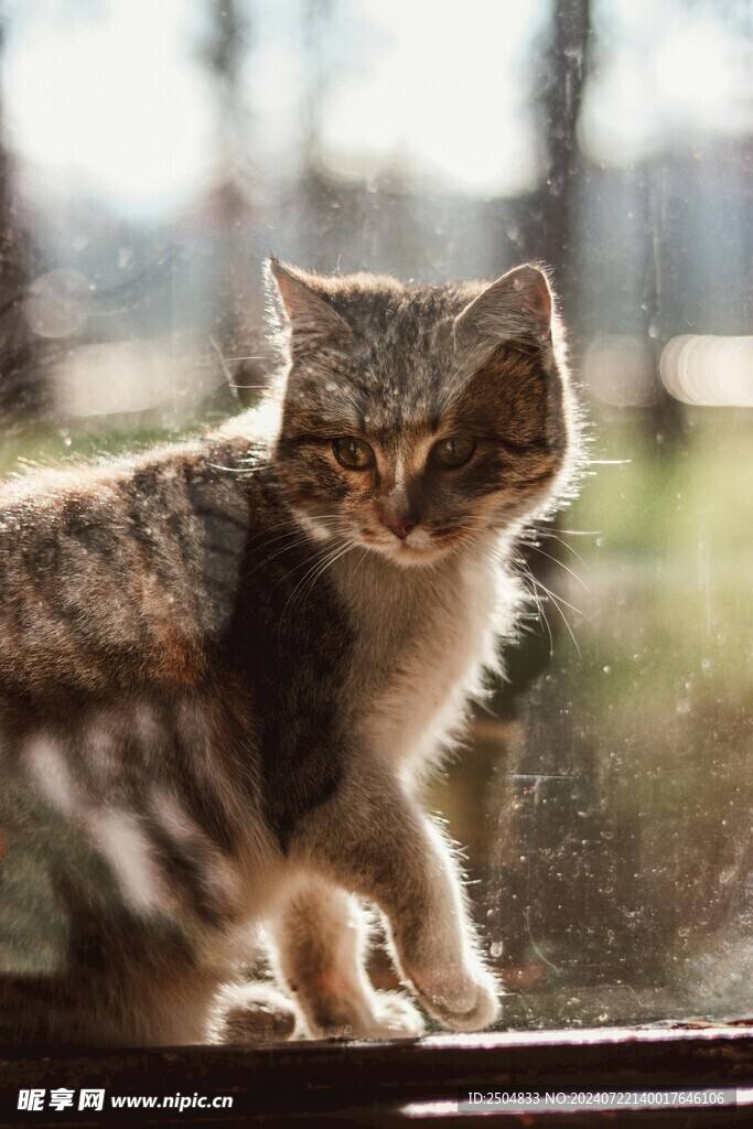 猫