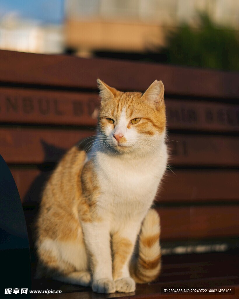 猫