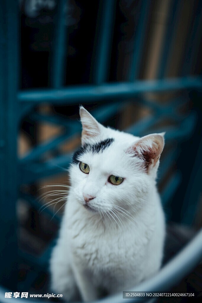 猫