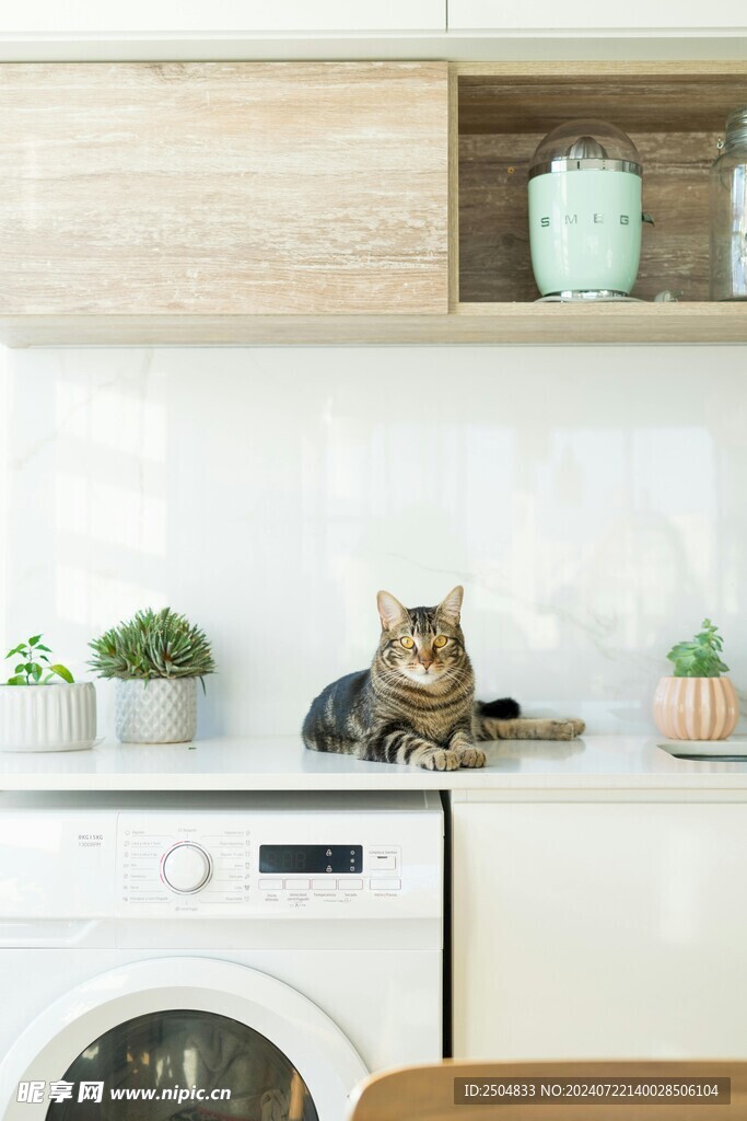 猫