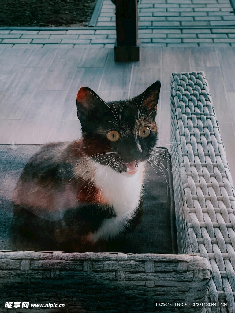 猫