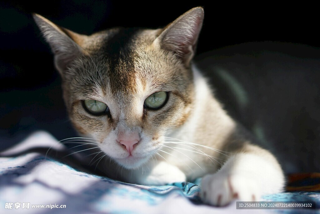 猫