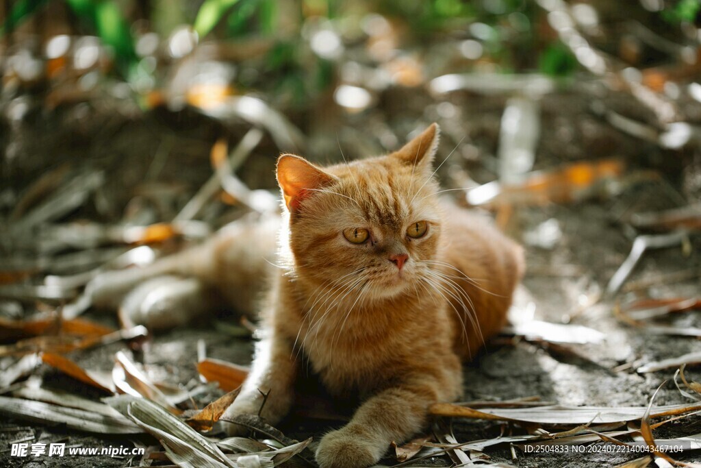 猫