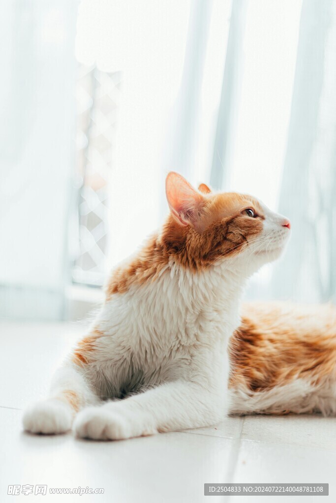 猫