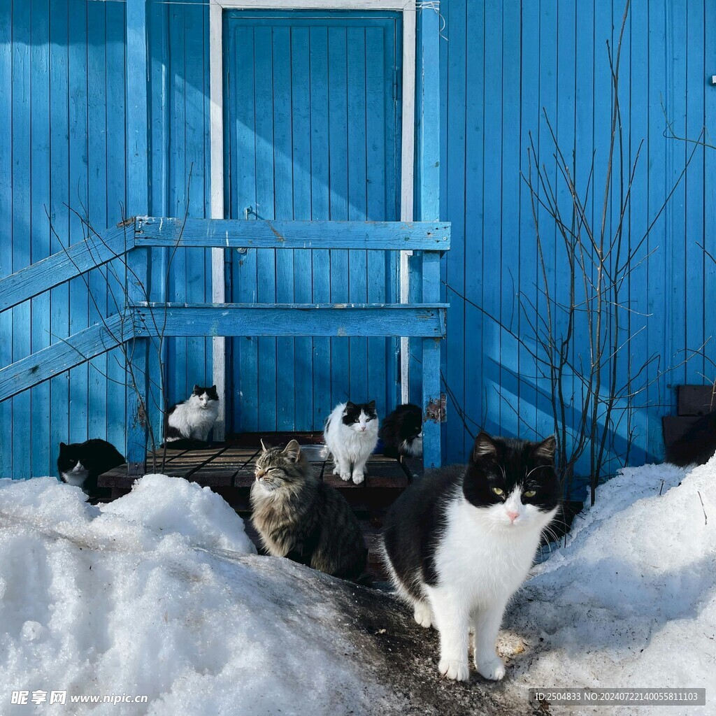 猫