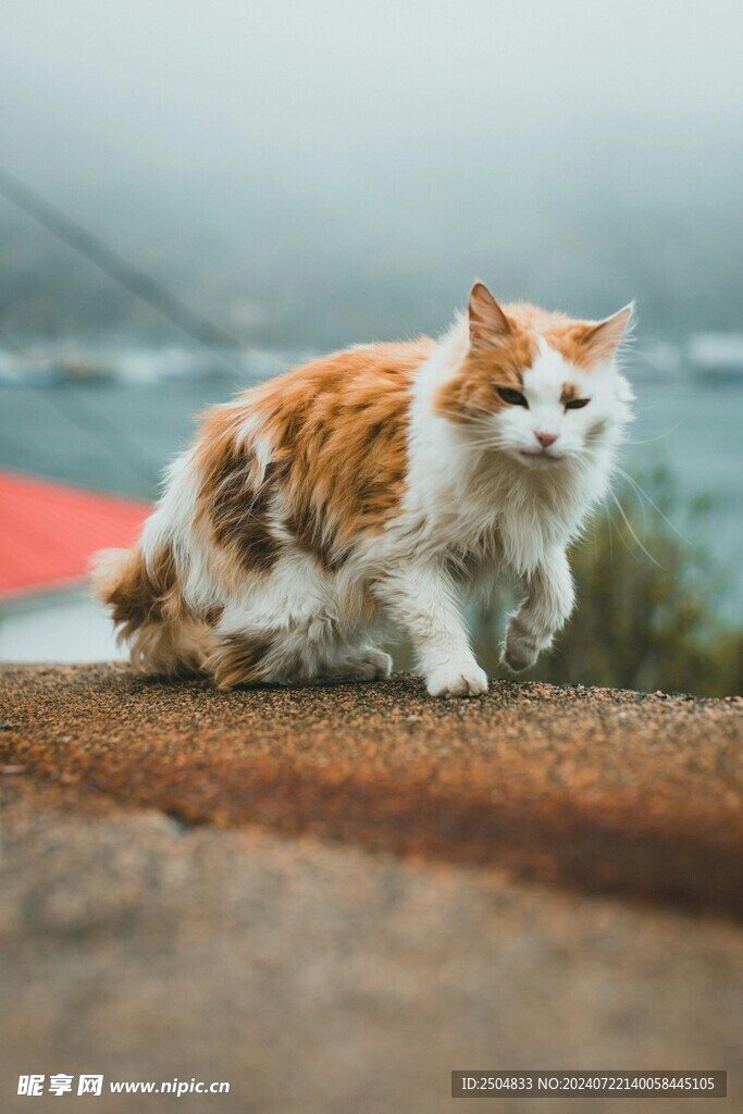 猫