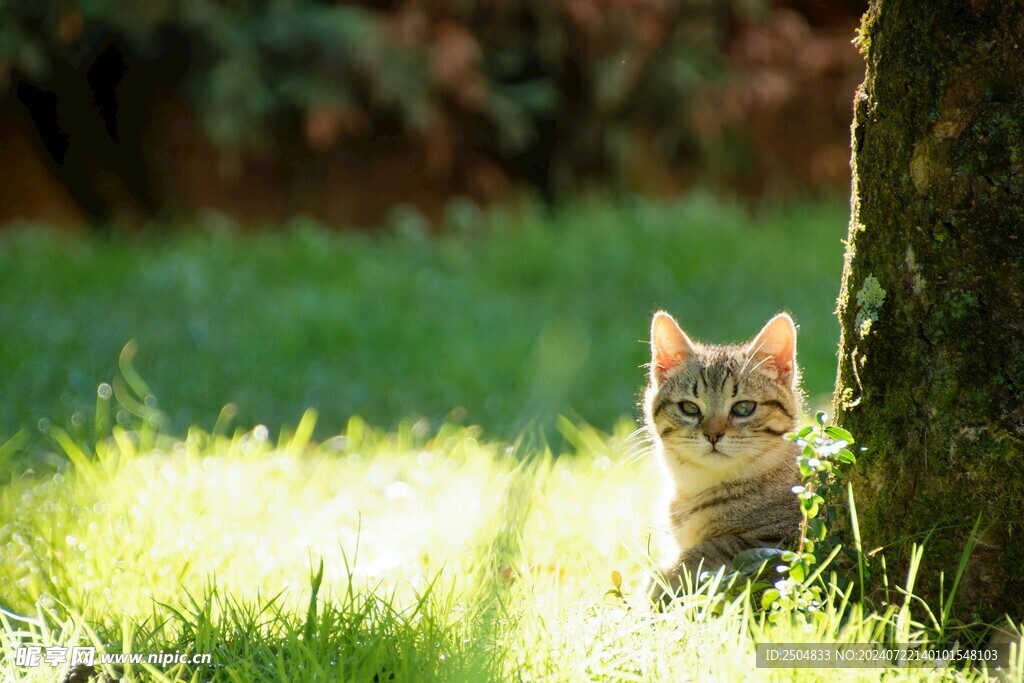 猫