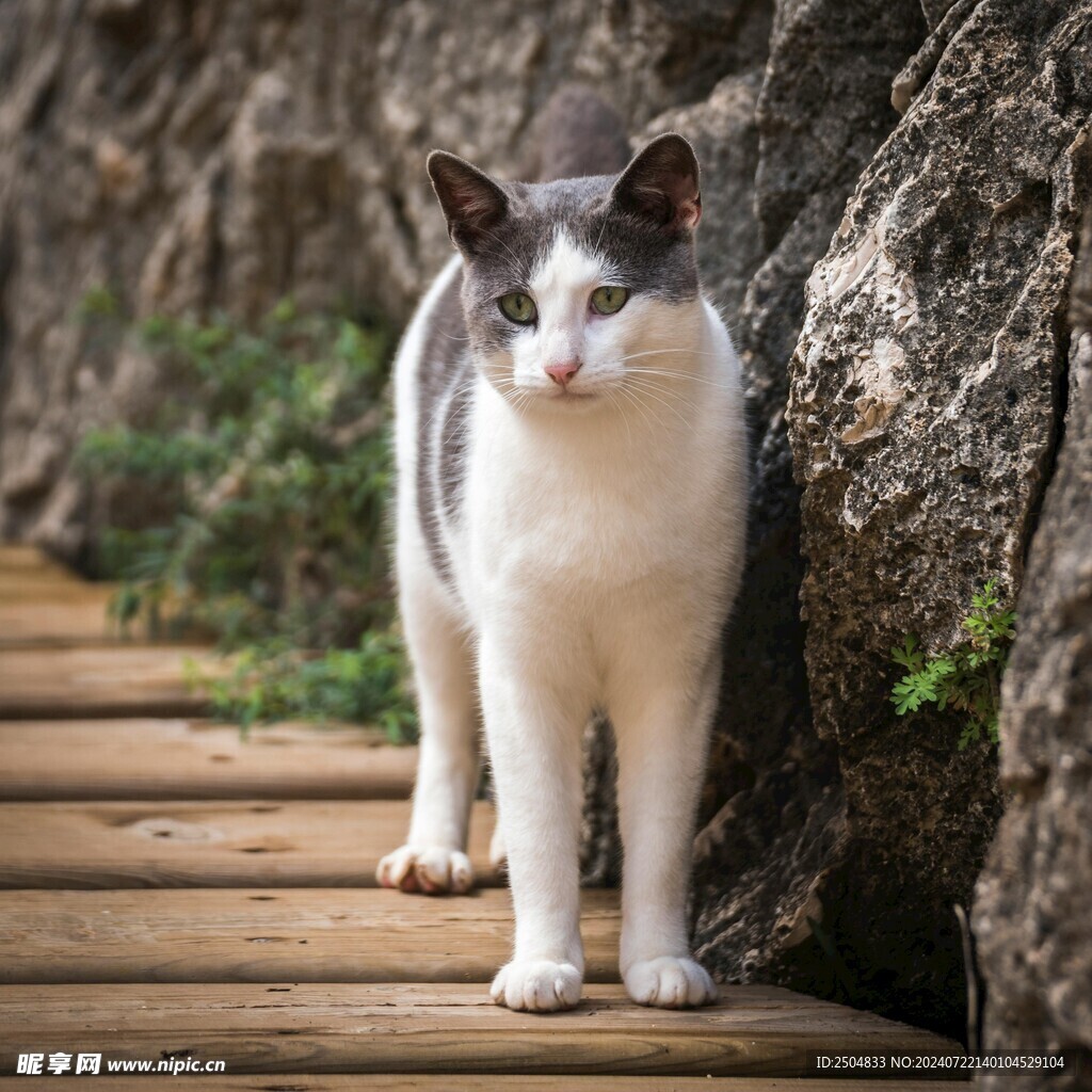 猫