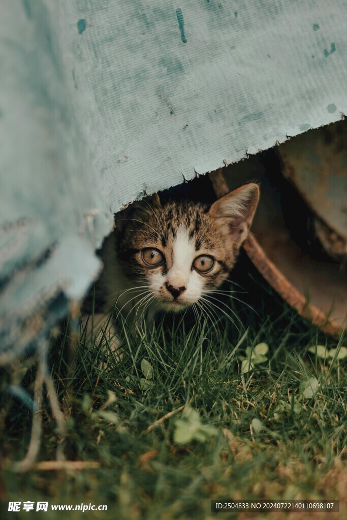 猫