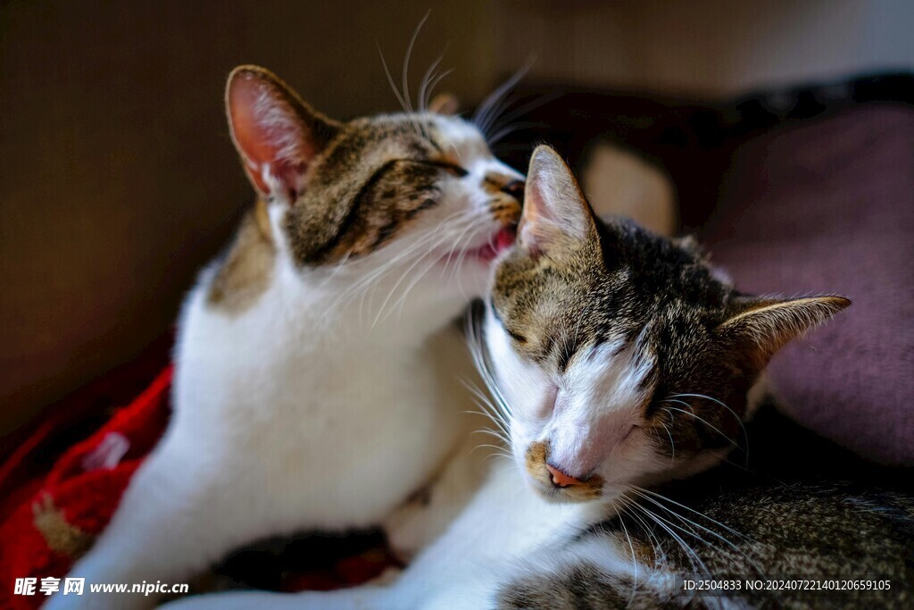 猫