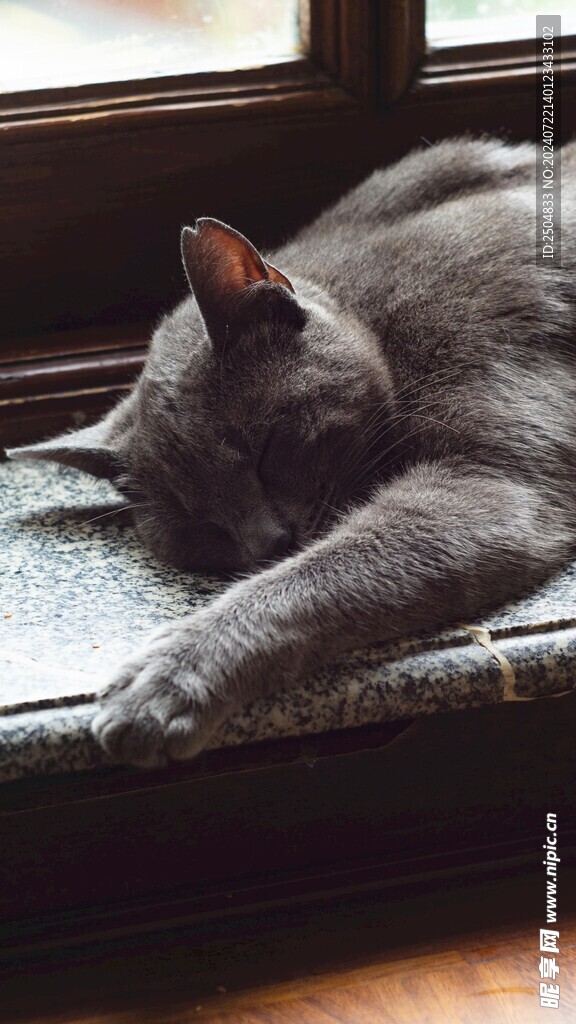 猫