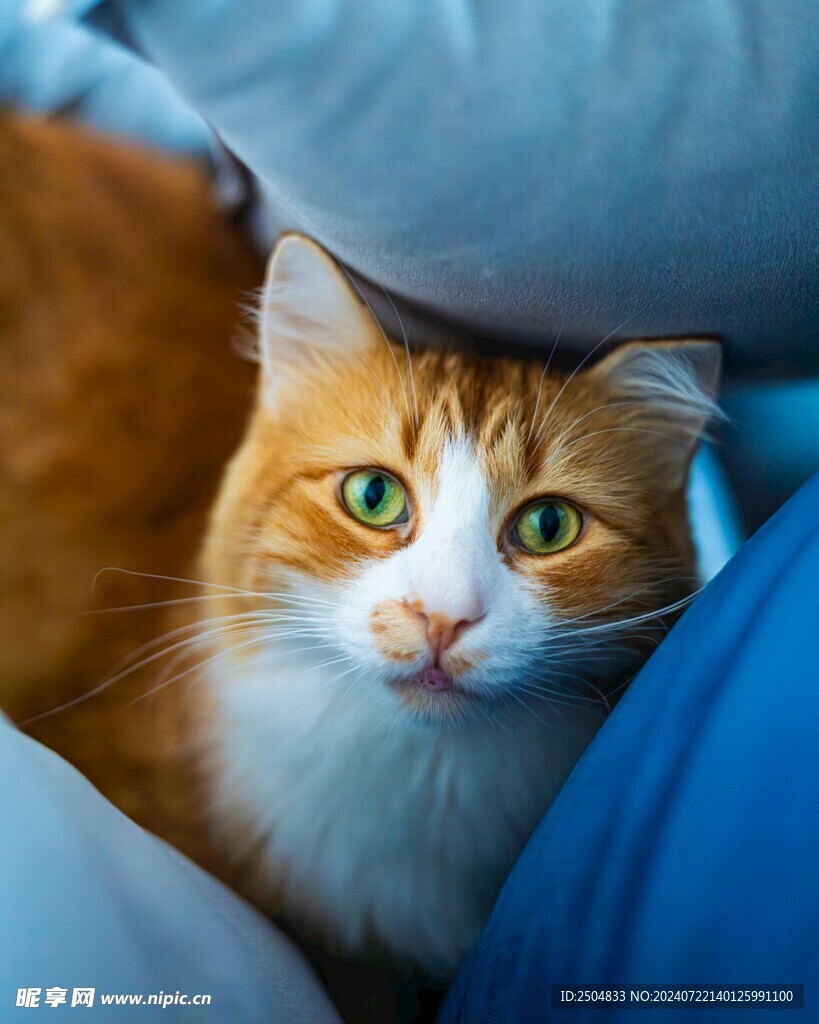 猫