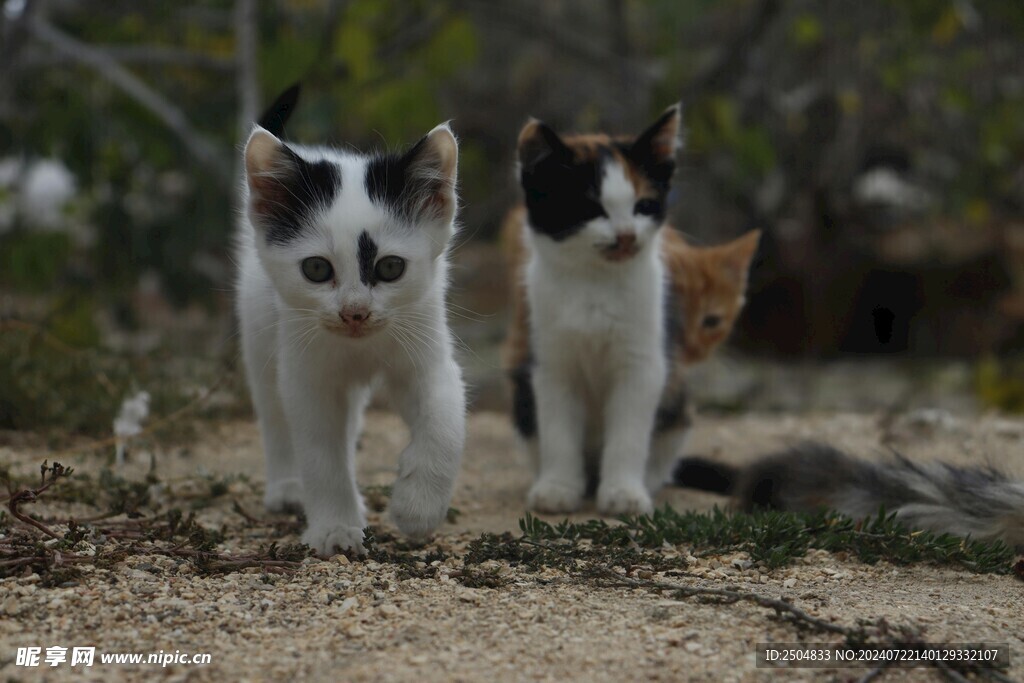 猫