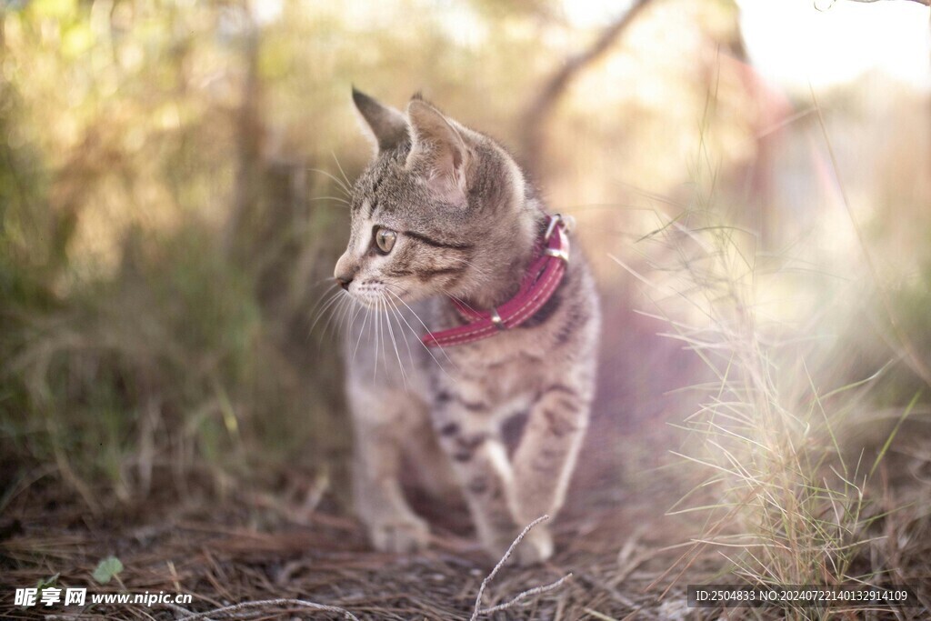 猫