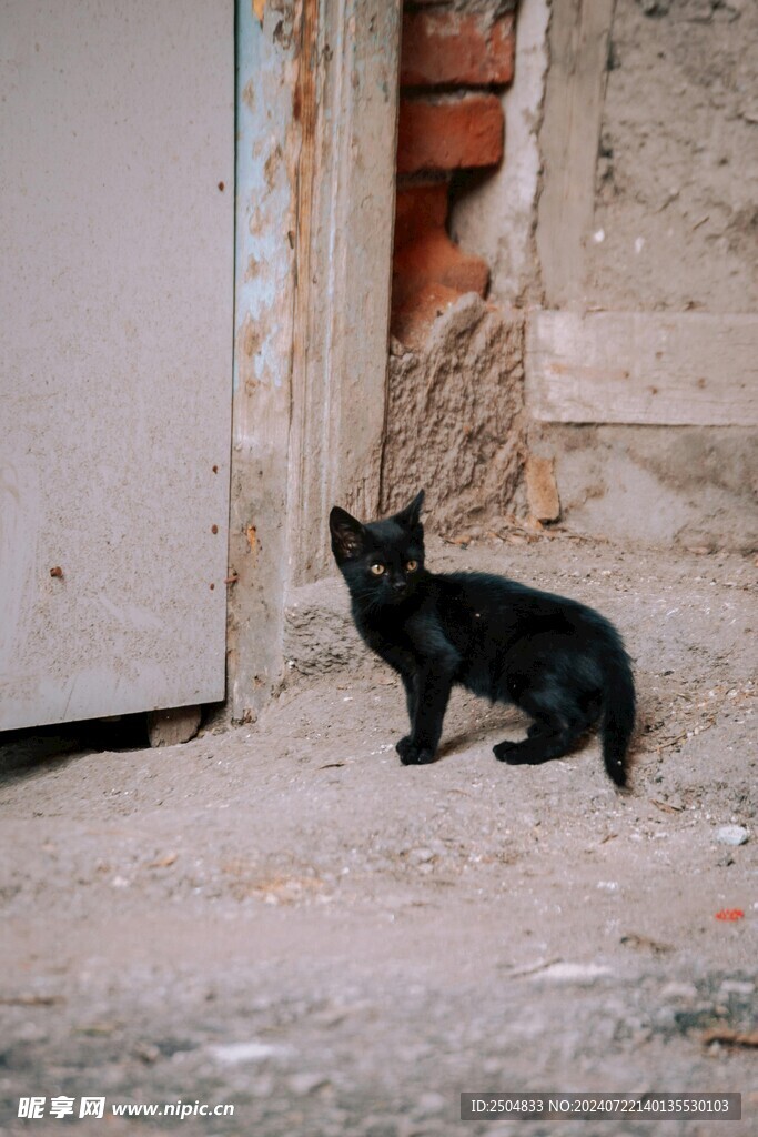 猫