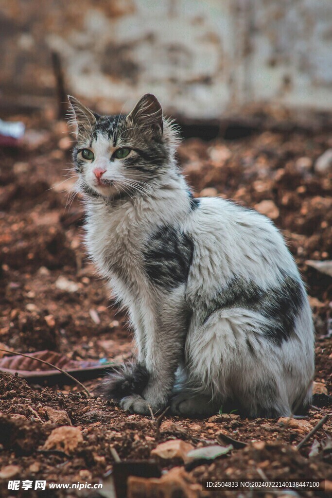 猫