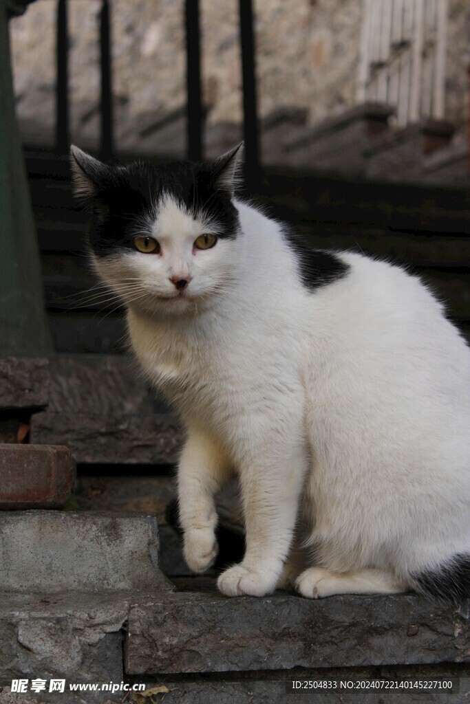 猫