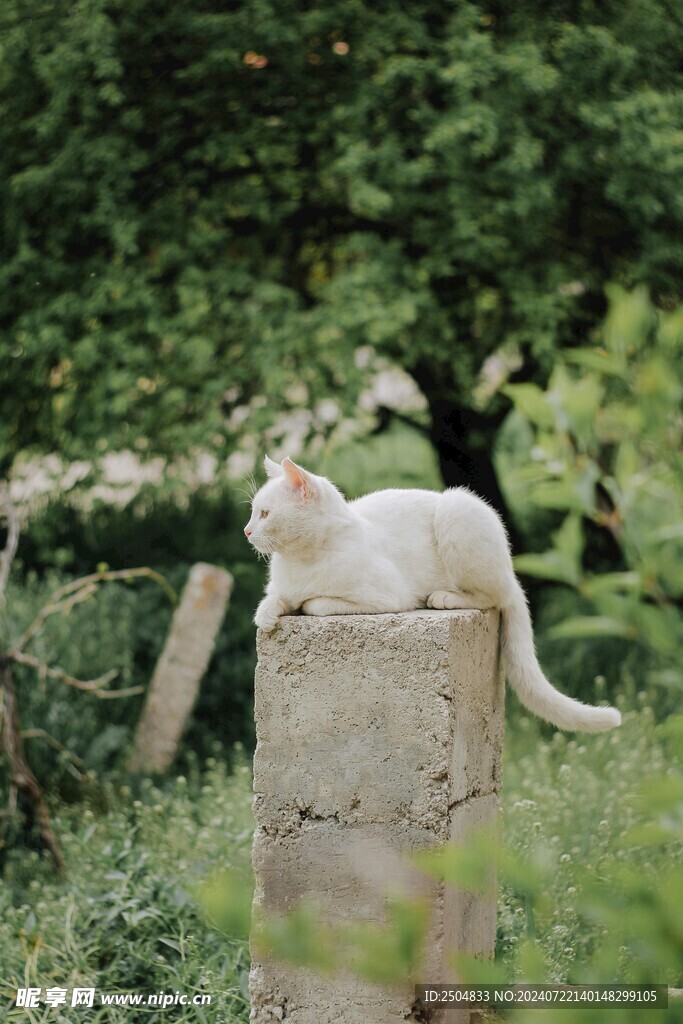 猫