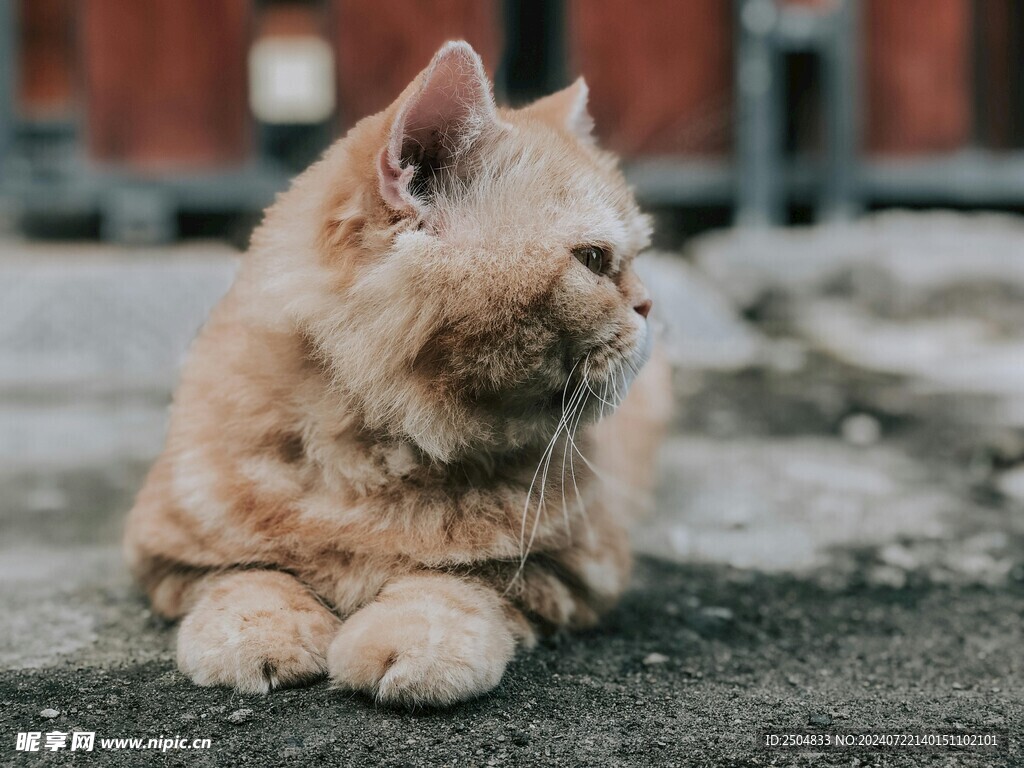 猫