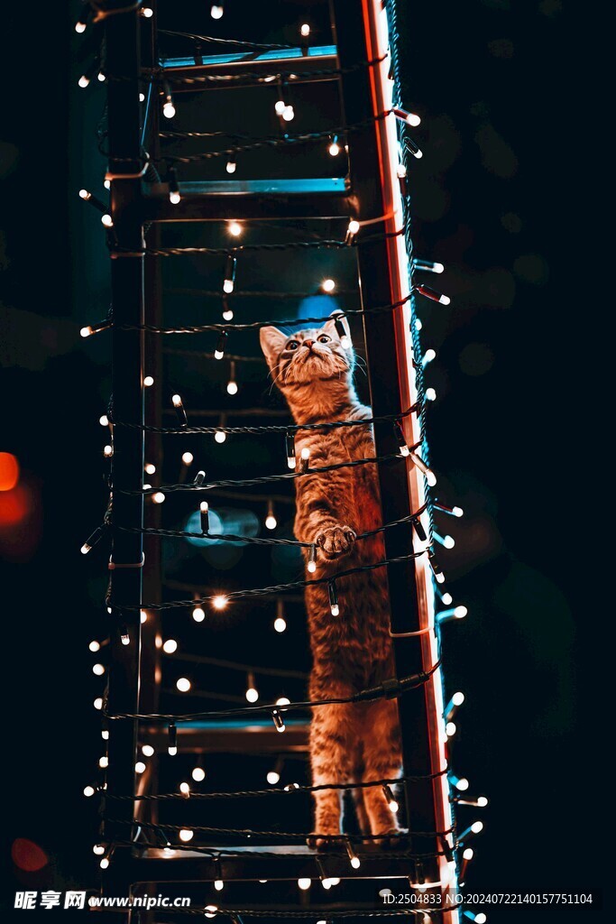猫