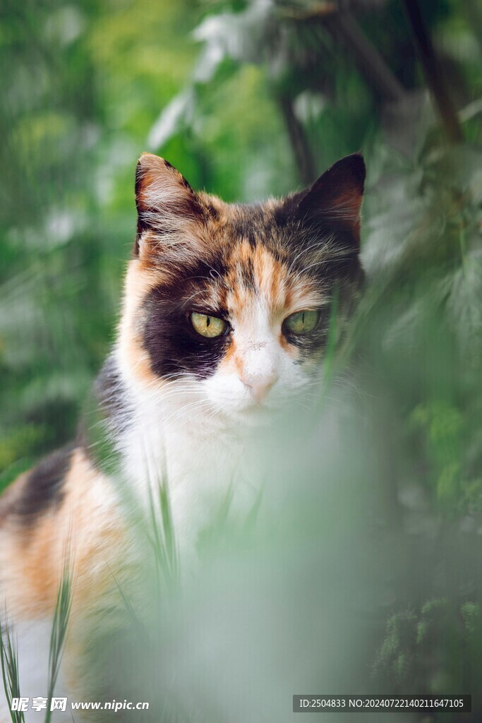 猫