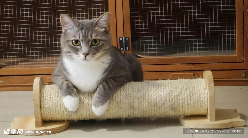 猫
