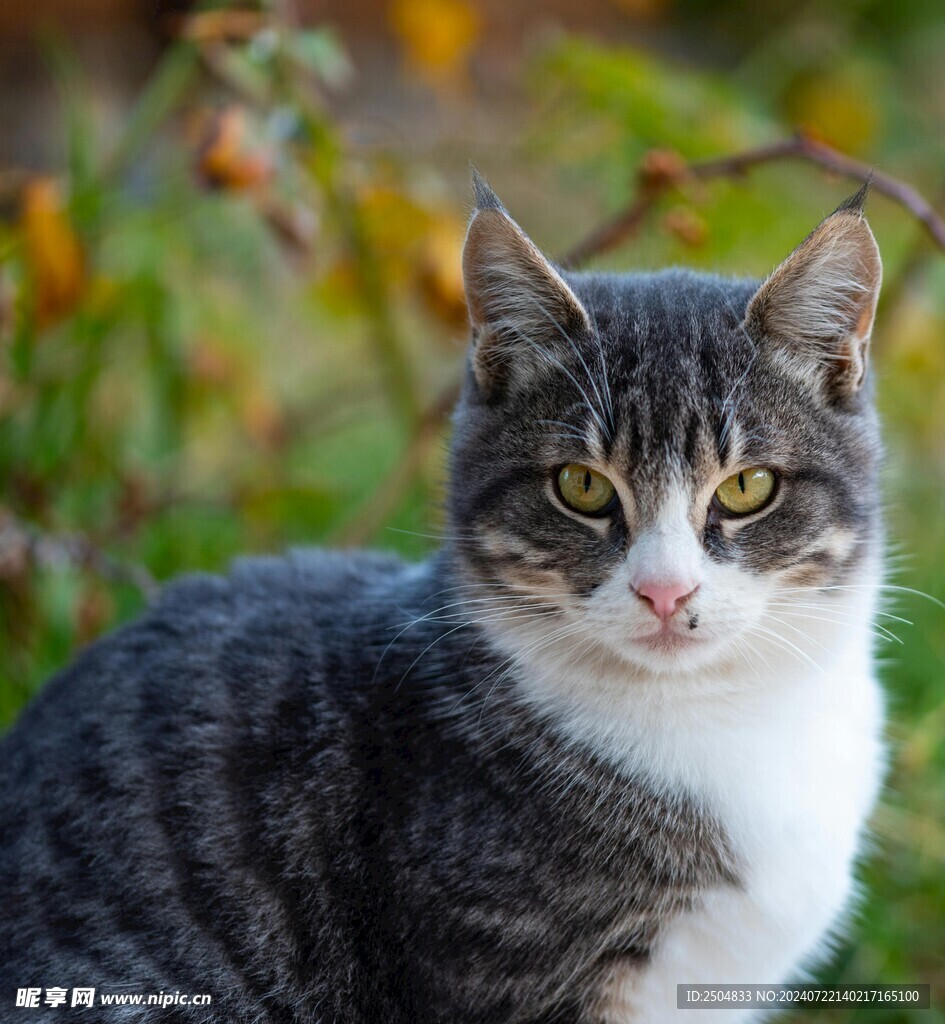 猫