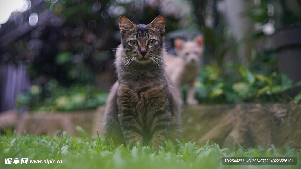 猫