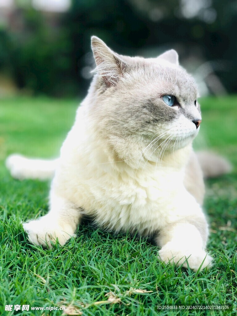 猫
