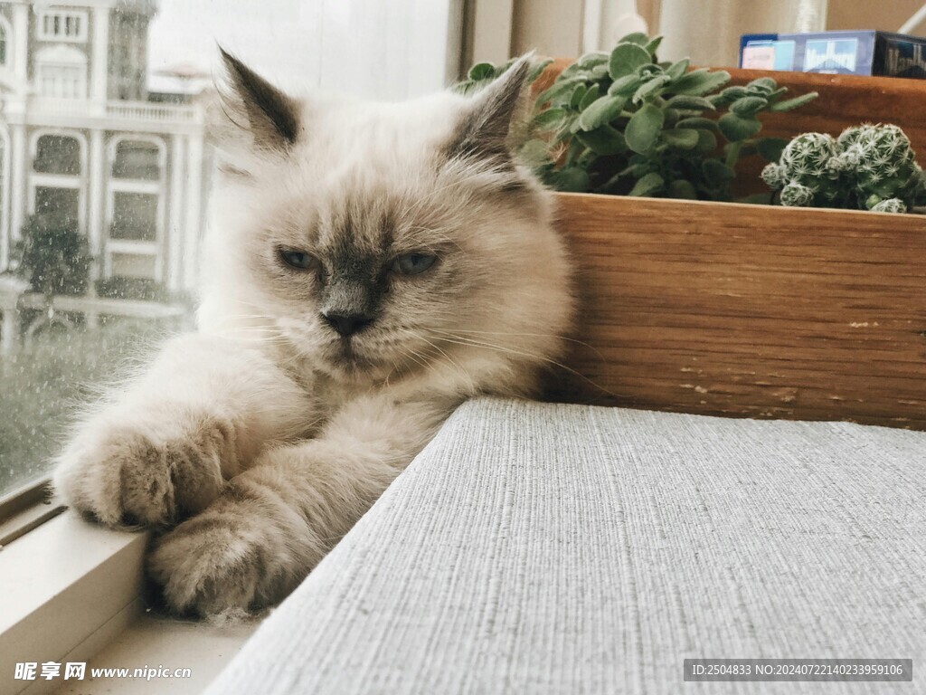 猫