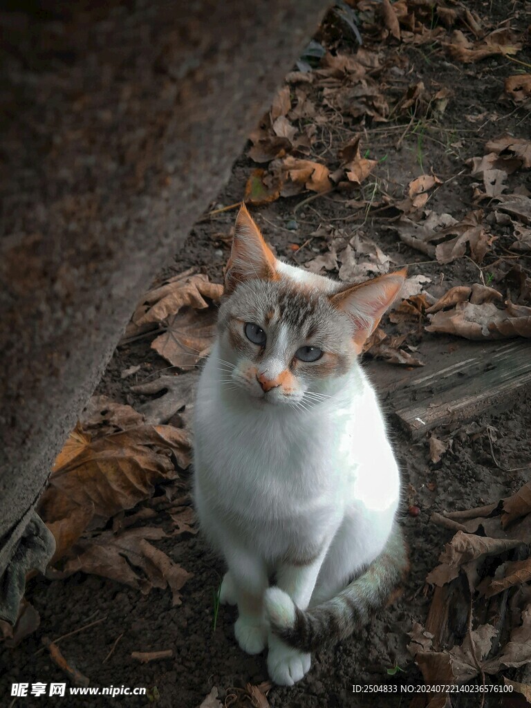 猫