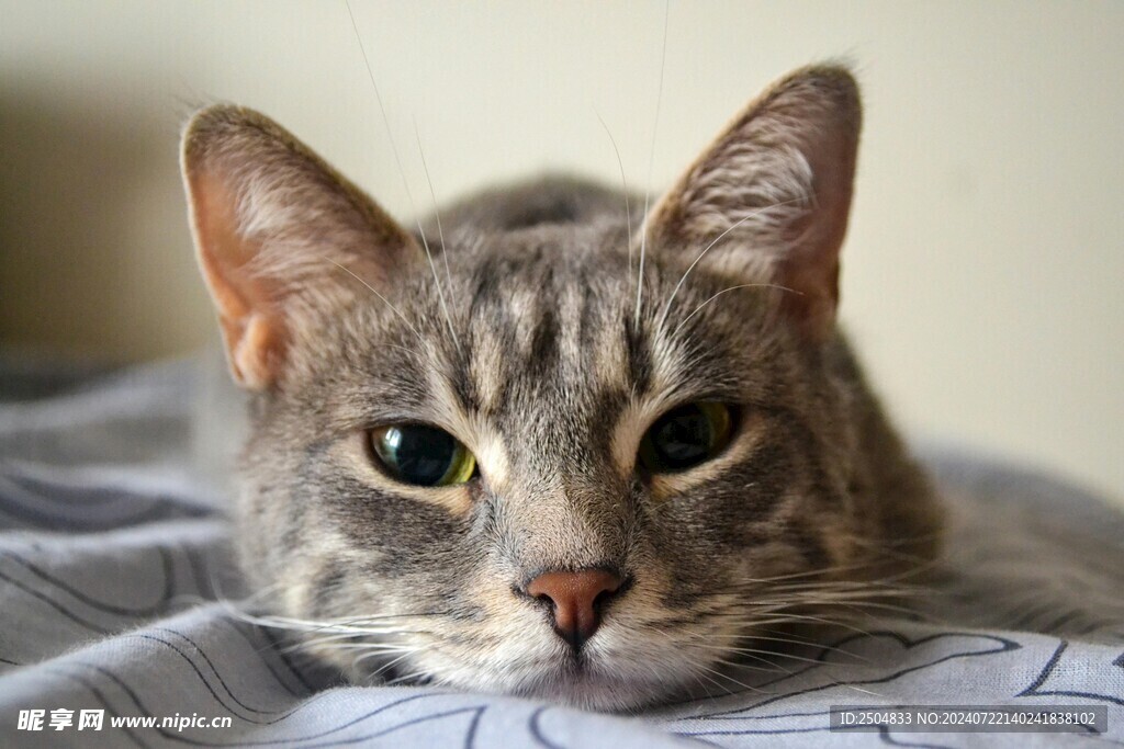 猫