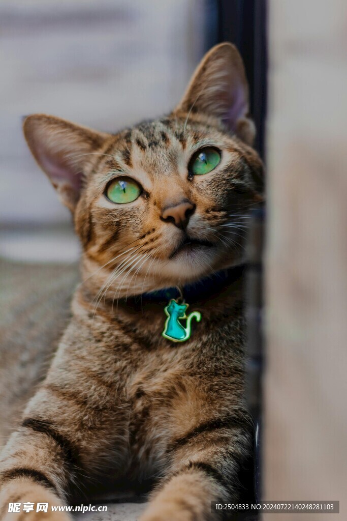 猫