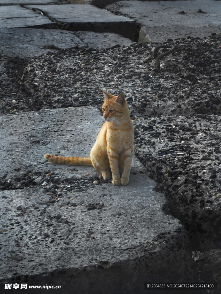 猫
