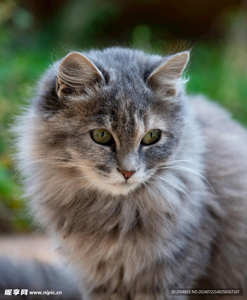 猫