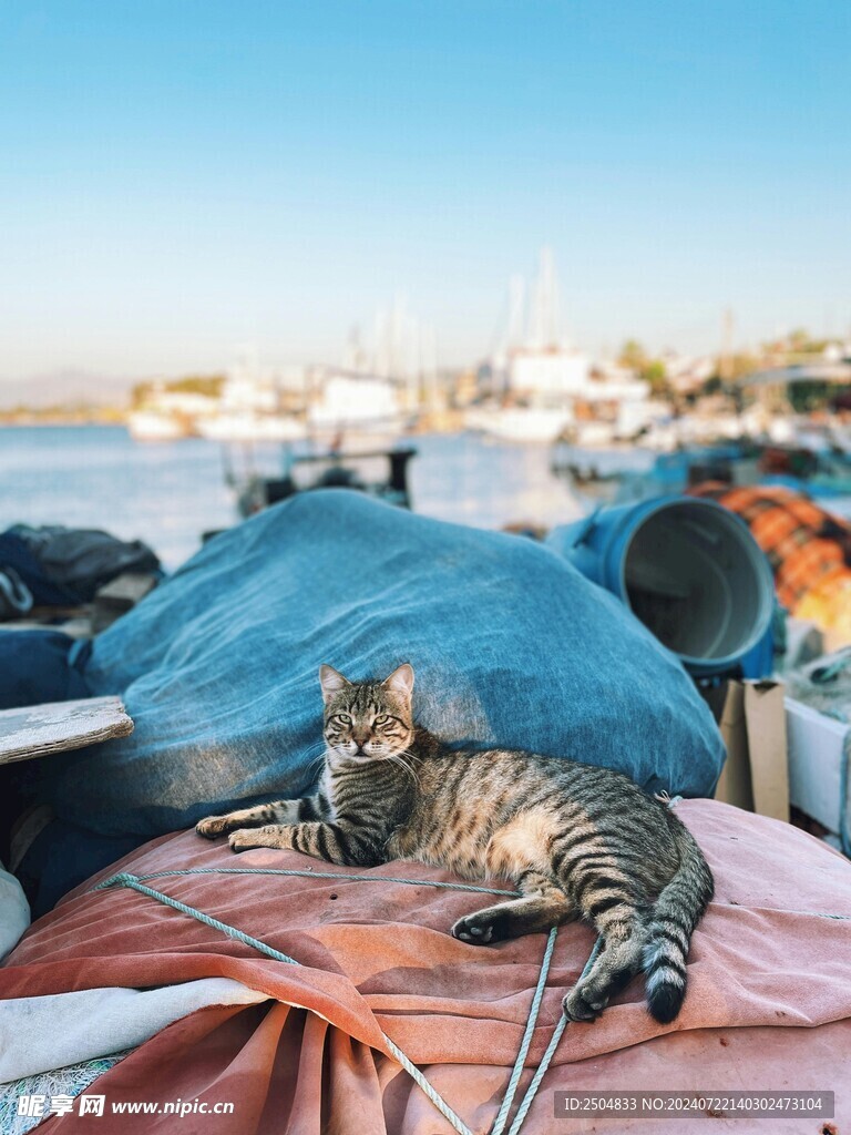 猫