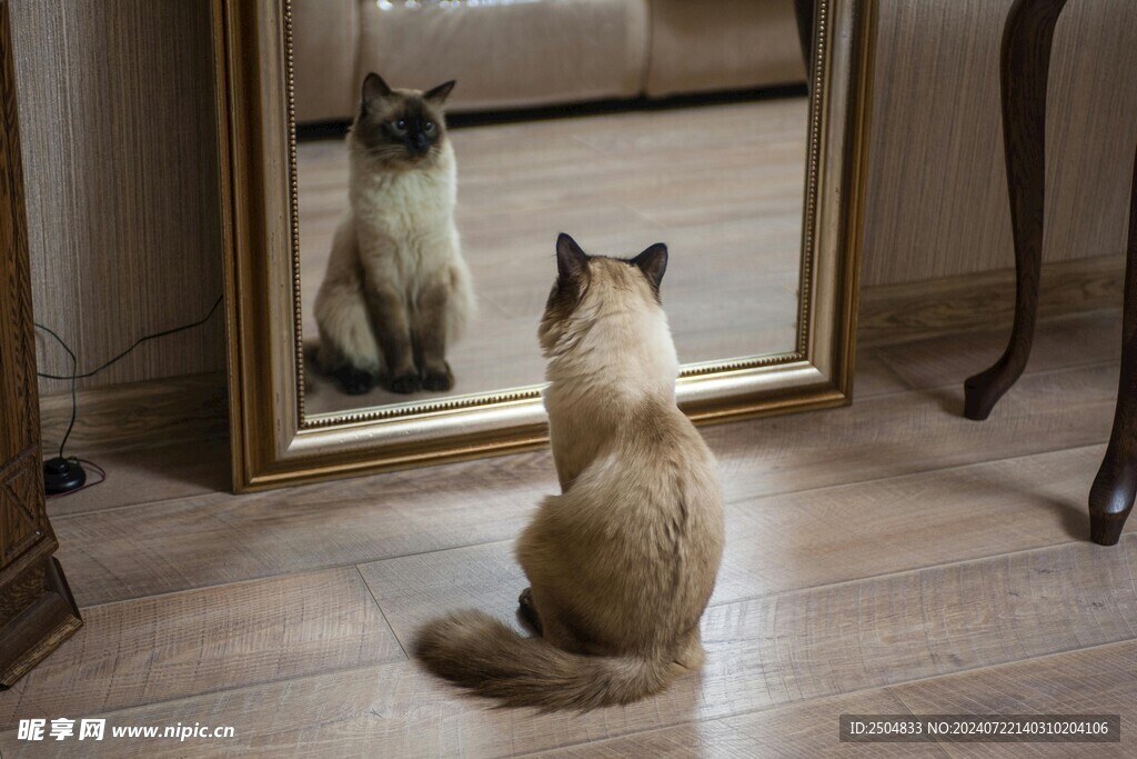猫