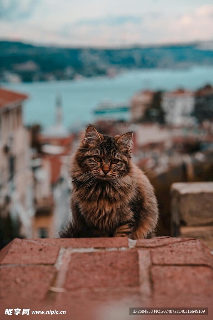 猫