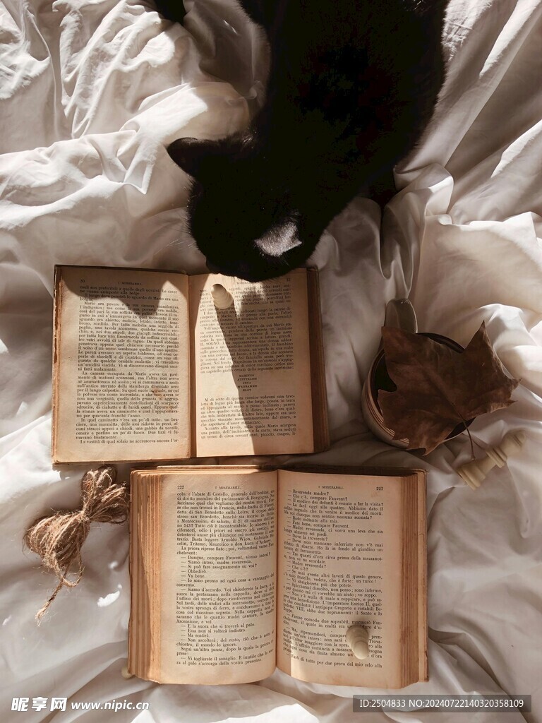 猫