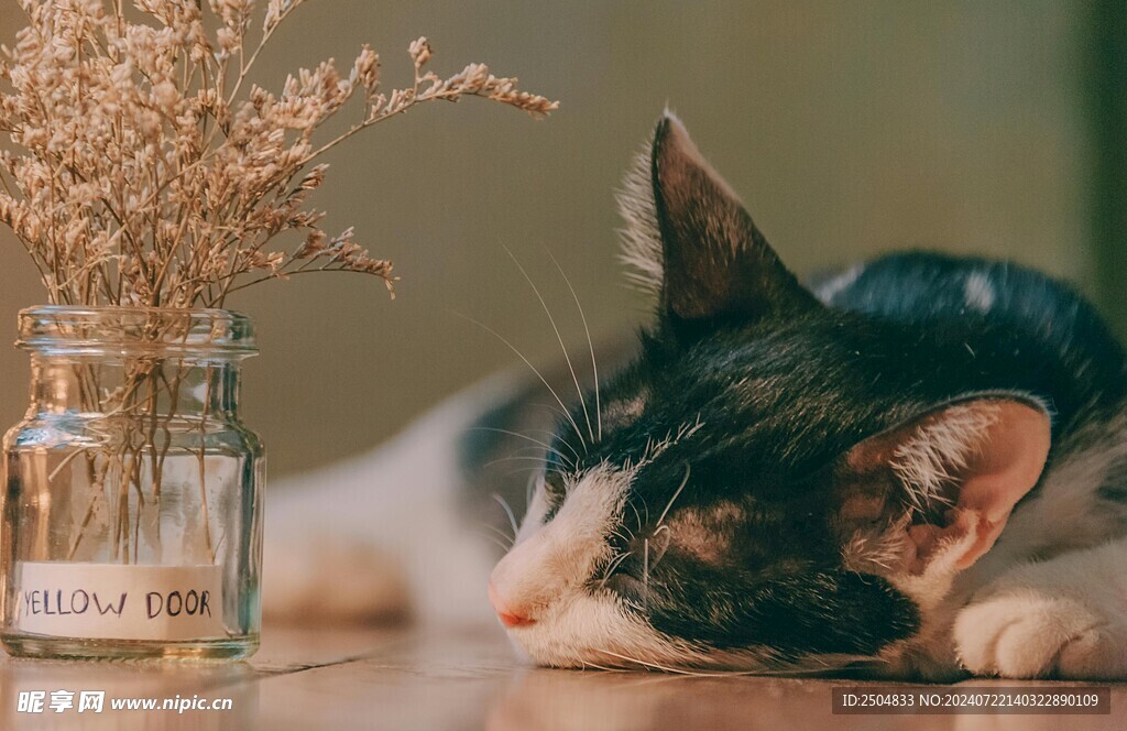 猫