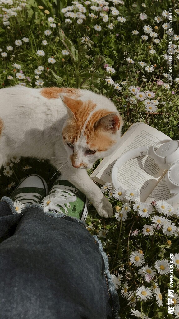 猫
