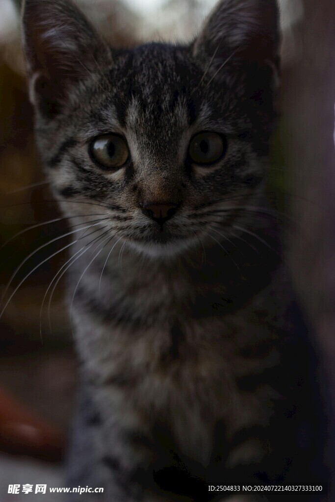 猫