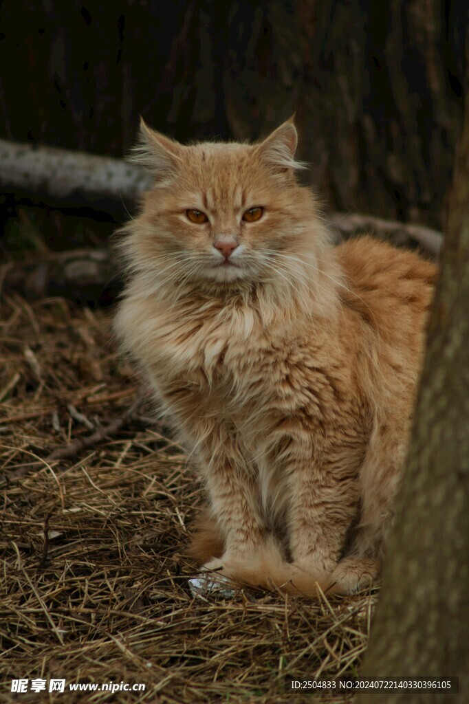 猫