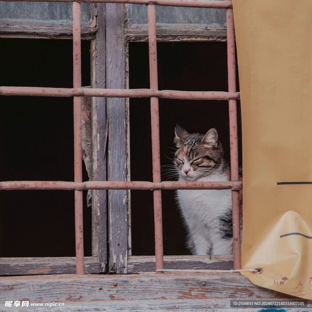 猫