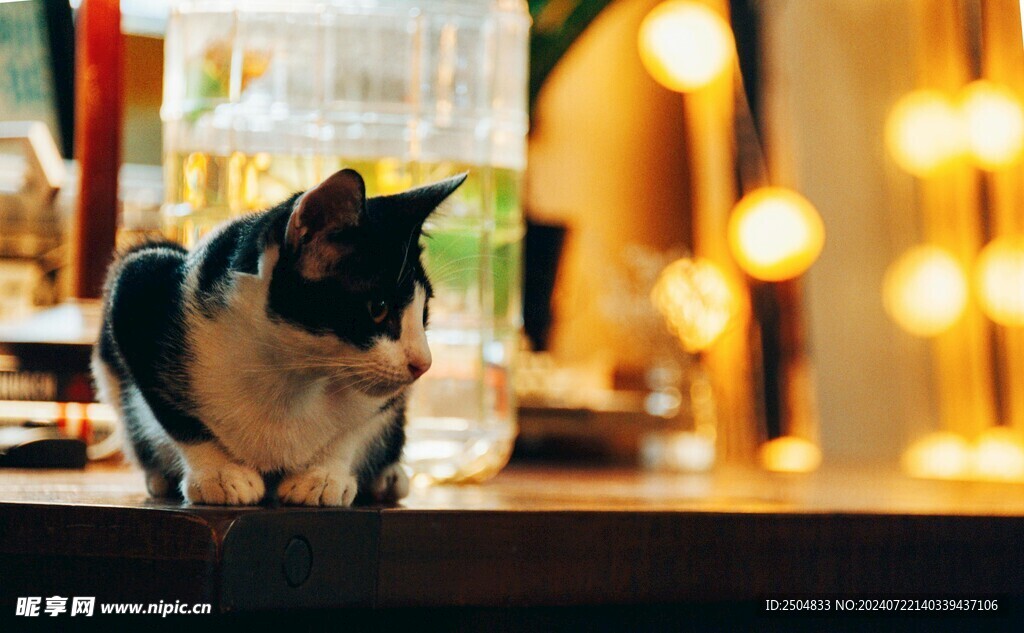 猫
