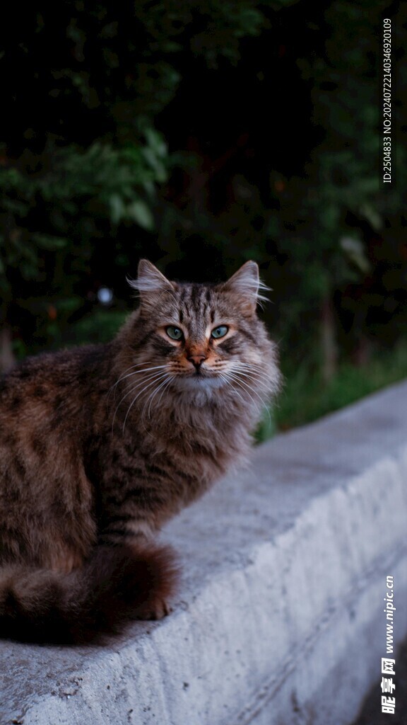 猫