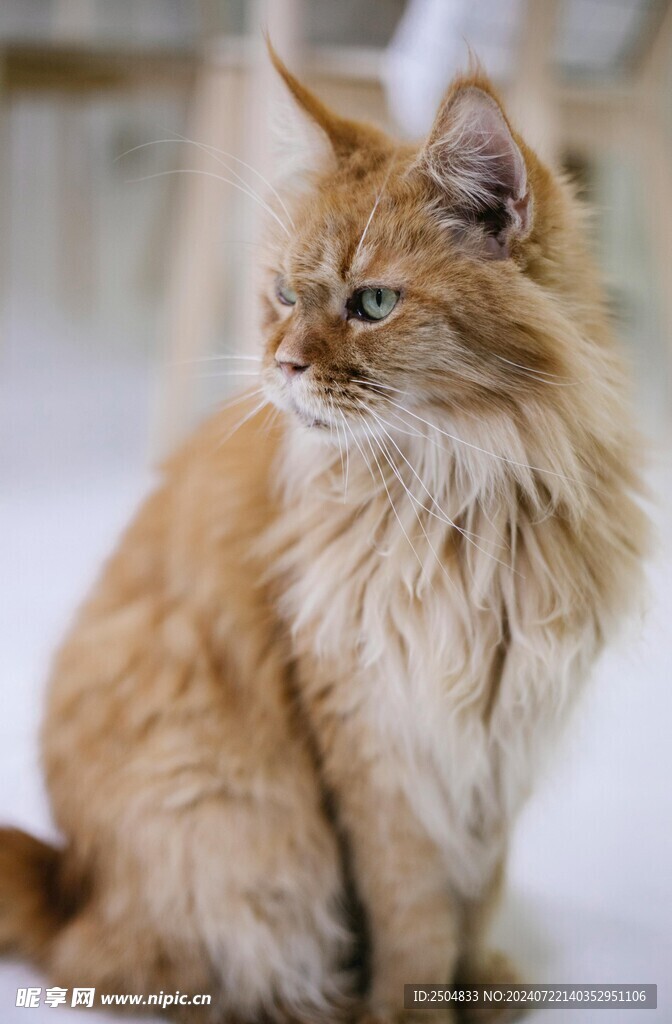 猫